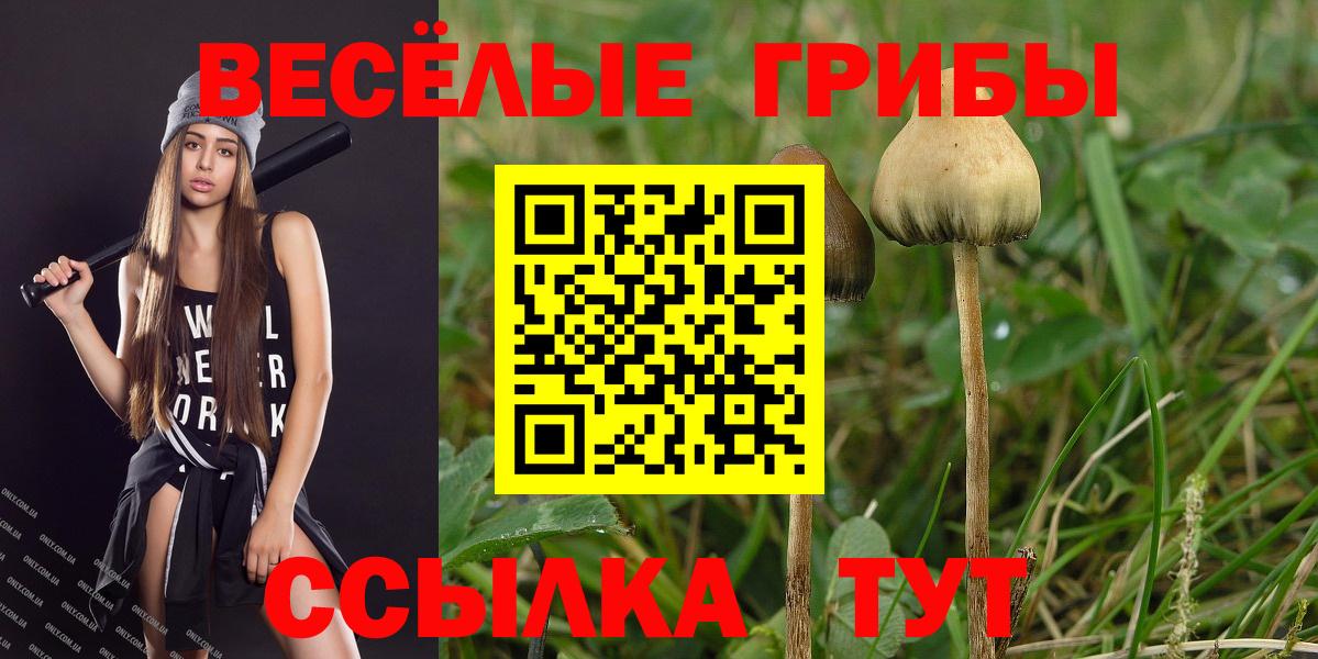 Галлюциногенные грибы Psilocybe Стерлитамак
